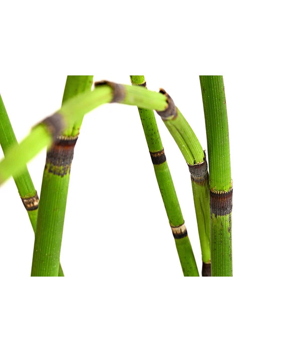 Japanischer Schachtelhalm 1 Japanischer Schachtelhalm