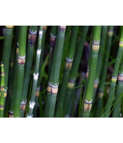 Japanischer Schachtelhalm 9 Japanischer Schachtelhalm -Gardena Verkäufe 8311326 WE DE 001 SchachtelhalmPixabay