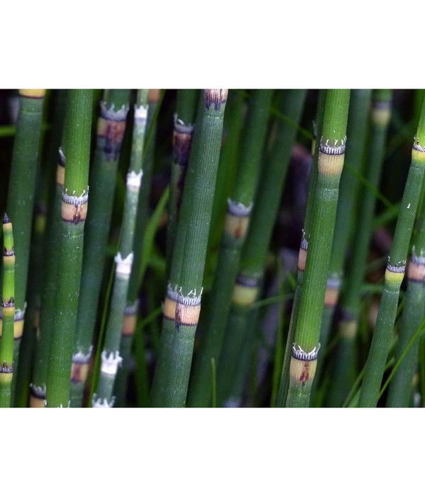 Japanischer Schachtelhalm 5 Japanischer Schachtelhalm – Bild 5