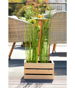 Japanischer Schachtelhalm 7 Japanischer Schachtelhalm -Gardena Verkäufe 8311532 WE MO 001 JapanischerSchachtelhalm