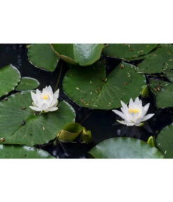 Dehner Seerose -Gardena Verkäufe 8315905 PR MO 002 NymphaeaSeeroseWeissLucknerJuni2015