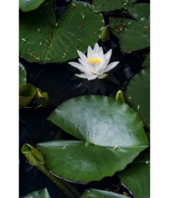 Dehner Seerose -Gardena Verkäufe 8315905 PR MO 003 NymphaeaSeeroseWeissLucknerJuni2015