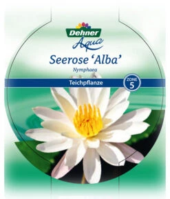 Dehner Seerose -Gardena Verkäufe 8315905 Seerose Alba Etikett 1 NEU