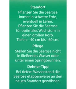 Dehner Seerose -Gardena Verkäufe 8315905 Seerose Alba Etikett 2