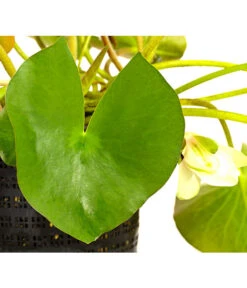 Dehner Seerose -Gardena Verkäufe 8315905 WE DE 001 SeeroseWeissNymphaeaHybrideWeissT14DehnerExpressHerzig