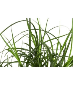 Westfälische Segge -Gardena Verkäufe 8316218 WE DE 001 CarexdivulsaSeggeT7