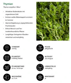 Stauden-Set Duftender Thymian, 18-teilig -Gardena Verkäufe 8389835 WE IG 001 Thymian