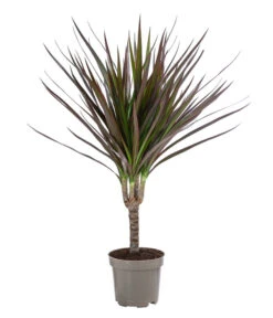 Zimmerpflanzen-Set Drachenhöhle, 4-teilig 13 Zimmerpflanzen-Set Drachenhöhle, 4-teilig -Gardena Verkäufe 8400103 WE FS 001 DracaenaMarginataMagenta1erTuffT11