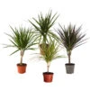 Zimmerpflanzen-Set Drachenhöhle, 4-teilig