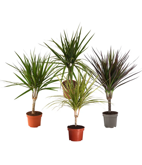 Zimmerpflanzen-Set Drachenhöhle, 4-teilig 1 Zimmerpflanzen-Set Drachenhöhle, 4-teilig