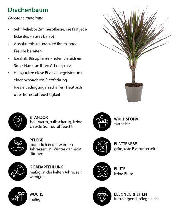 Zimmerpflanzen-Set Drachenhöhle, 4-teilig 9 Zimmerpflanzen-Set Drachenhöhle, 4-teilig – Bild 9