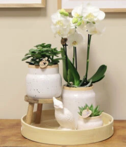 Pflanzen-Arrangement Vintage White, 9-teilig -Gardena Verkäufe 8400756 WE MO 002 PflanzensetVitnageWeiss