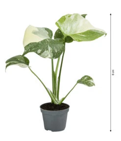 Fensterblatt - Monstera Deliciosa 'Thai Constellation', Panaschiert -Gardena Verkäufe 8402034 WE BG 001 MonsteraThaiConstellationT6DehnerExpressHerzig
