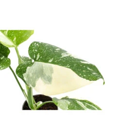 Fensterblatt - Monstera Deliciosa 'Thai Constellation', Panaschiert -Gardena Verkäufe 8402034 WE DE 001 MonsteraThaiConstellationT6