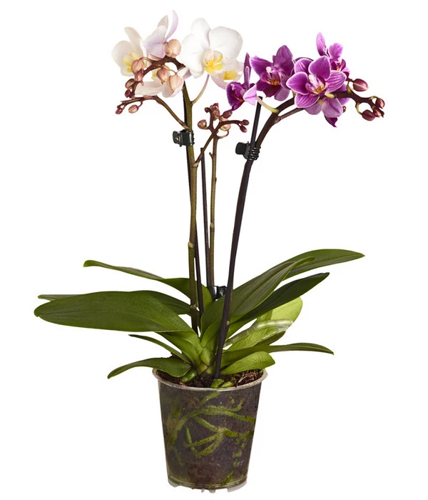 Midi Schmetterlingsorchideen-Duo - Phalaenopsis Cultivars 1 Midi Schmetterlingsorchideen-Duo - Phalaenopsis Cultivars