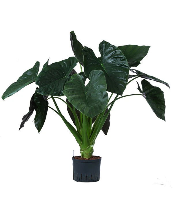 Pfeilblatt - Alocasia 'Wentii', Hydrokultur 1 Pfeilblatt - Alocasia 'Wentii', Hydrokultur