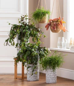 Gardena Verkäufe -Gardena Verkäufe 8476970 8686461 8686578 WE MO 001 AeschynanthusMarmoratus