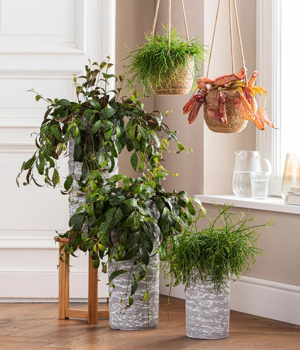 Kannenpflanze - Nepenthes 'Miranda' 2 Kannenpflanze - Nepenthes 'Miranda' – Bild 2