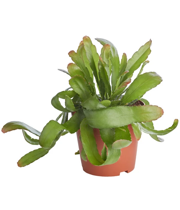 Korallenkaktus - Rhipsalis 'Red Coral' 1 Korallenkaktus - Rhipsalis 'Red Coral'