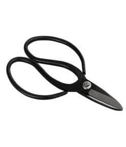 Bonsai Chinesischer Feigenbaum - Ficus Retusa, Anfänger-Set, 10 Jahre -Gardena Verkäufe 8561573 WE FS 002 SchereSetBonsai