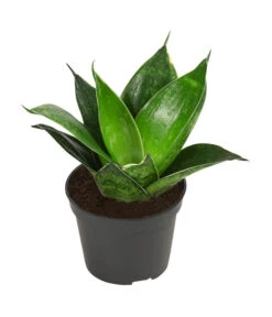 Bogenhanf-Set - Sansevieria Trifasciata Hahnii, 3-teilig -Gardena Verkäufe 8561631 WE FS 004 SansevieriaTrifasciataHahnii3SetT5 5