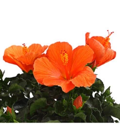 Zimmerhibiskus - Hibiscus Rosa-sinensis, Verschiedene Sorten -Gardena Verkäufe 8595241 WE DE 001 HibiskusHibiscusBuschT17DehnerExpressHerzig