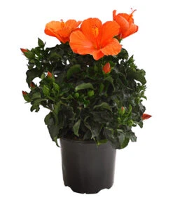 Zimmerhibiskus - Hibiscus Rosa-sinensis, Verschiedene Sorten -Gardena Verkäufe 8595241 WE FS 001 HibiskusHibiscusBuschT17OWDehnerExpressHerzig