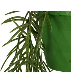 Wachsblume - Hoya Linearis, Ampel -Gardena Verkäufe 8598096 WE DE 002 HoyaLinearisAmpelT12