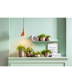 Korallenkaktus - Rhipsalis 'Red Coral' 5 Korallenkaktus - Rhipsalis 'Red Coral' -Gardena Verkäufe 8611477 PR MO 001 Rhipsalis GC20