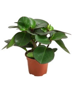 Peperomie - Peperomia Clusiifolia