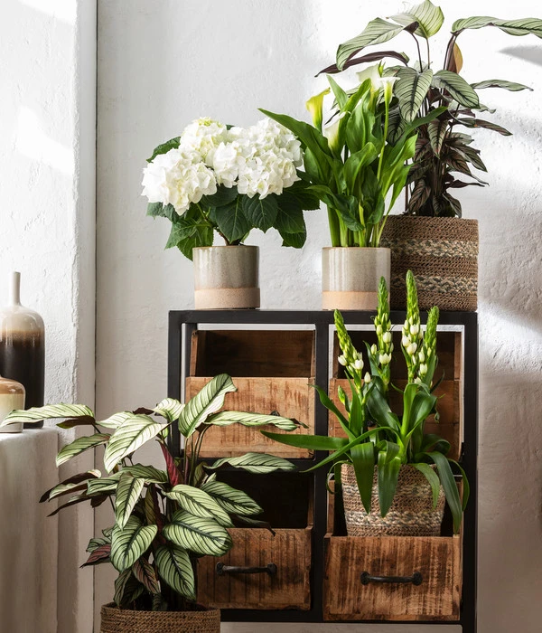 Hortensie - Hydrangea Macrophylla 2 Hortensie - Hydrangea Macrophylla – Bild 2