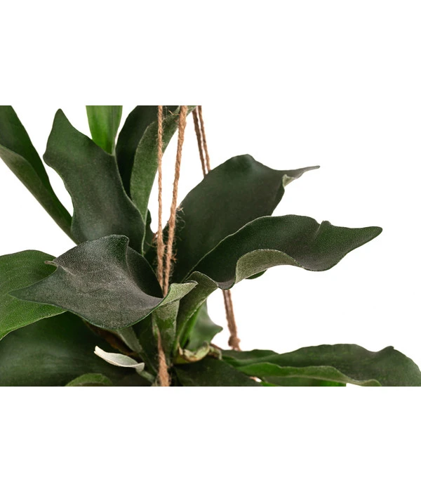 Kokodama-Ampel Geweihfarn - Platycerium 2 Kokodama-Ampel Geweihfarn - Platycerium – Bild 2