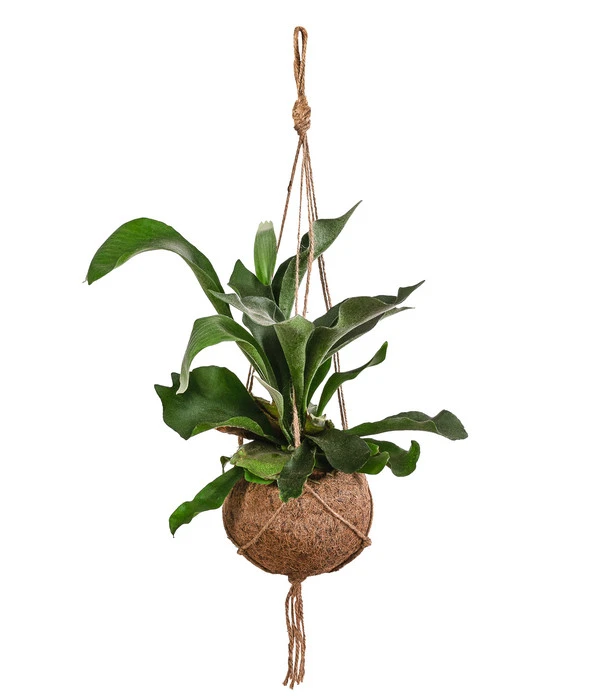 Kokodama-Ampel Geweihfarn - Platycerium 1 Kokodama-Ampel Geweihfarn - Platycerium