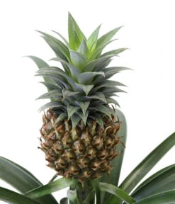 Ananaspflanze - Ananas Comosus, In Keramik -Gardena Verkäufe 8627978 WE DE 001 AnanaspflanzeInKeramik