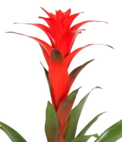 Guzmanie - Guzmania Calypso, In Keramik -Gardena Verkäufe 8628018 WE DE 001 GuzmaniaCalypsoInKeramik