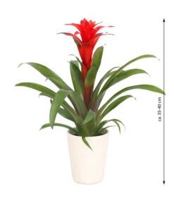 Guzmanie - Guzmania Calypso, In Keramik -Gardena Verkäufe 8628018 WE FS 003 GuzmaniaCalypsoInKeramik