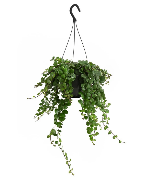 Schamblume - Aeschynanthus 'Pink Polka', Ampel 2 Schamblume - Aeschynanthus 'Pink Polka', Ampel – Bild 2