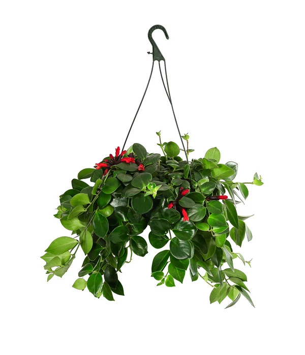 Schamblume - Aeschynanthus 'Pink Polka', Ampel 1 Schamblume - Aeschynanthus 'Pink Polka', Ampel