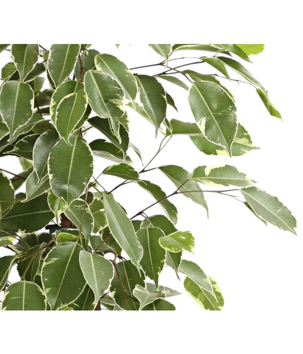 Birkenfeige - Ficus Benjamina 'Golden King' 2 Birkenfeige - Ficus Benjamina 'Golden King' – Bild 2