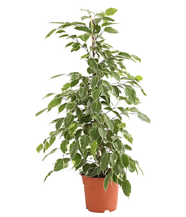 Birkenfeige - Ficus Benjamina 'Golden King' 1 Birkenfeige - Ficus Benjamina 'Golden King'
