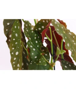 Polka-Dot Begonie - Begonia Maculata -Gardena Verkäufe 8651291 PR DE 001 BegonieMaculataT12DehnerExpressHerzig