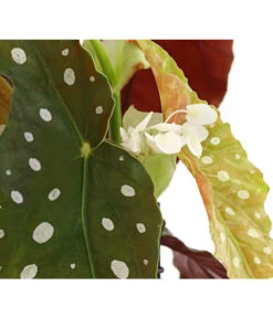 Polka-Dot Begonie - Begonia Maculata -Gardena Verkäufe 8651291 PR DE 002 BegonieMaculataT12DehnerExpressHerzig