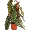 Polka-Dot Begonie - Begonia Maculata