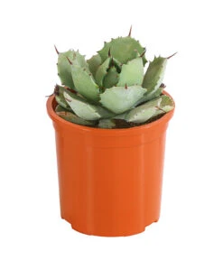 Agave 'Cuba' - Agave, Verschiedene Sorten -Gardena Verkäufe 8683484 PR FS 002 AgavenMixCubaT12DehnerExpressHerzig