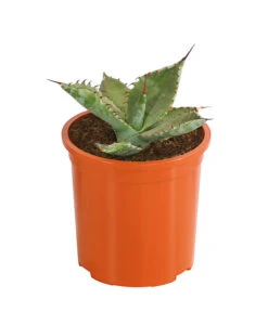 Agave 'Cuba' - Agave, Verschiedene Sorten -Gardena Verkäufe 8683484 PR FS 004 AgavenMixCubaT12DehnerExpressHerzig