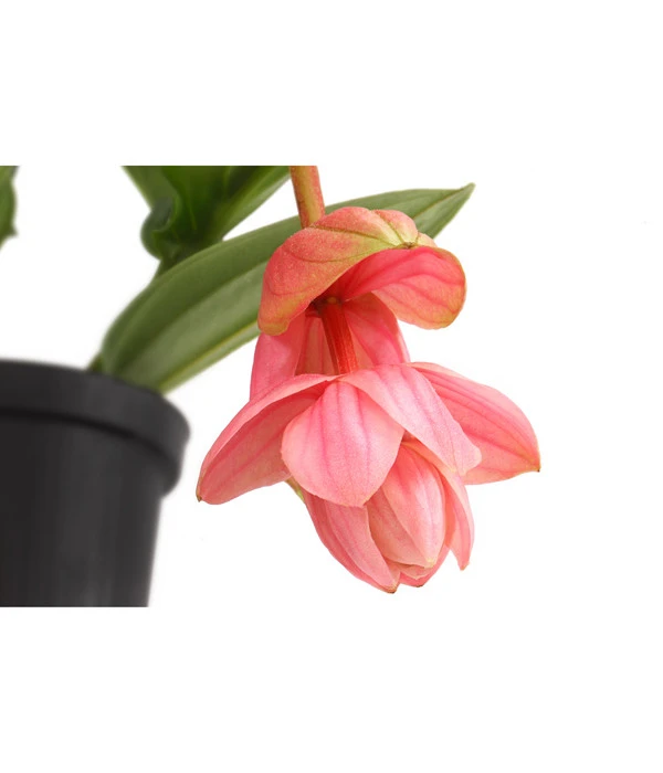 Medinille - Medinilla 'Piccolini' 2 Medinille - Medinilla 'Piccolini' – Bild 2