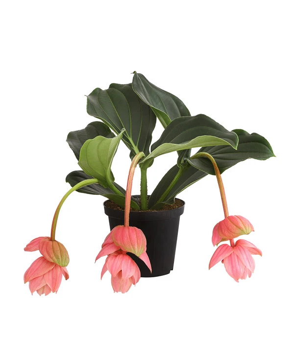 Medinille - Medinilla 'Piccolini' 1 Medinille - Medinilla 'Piccolini'