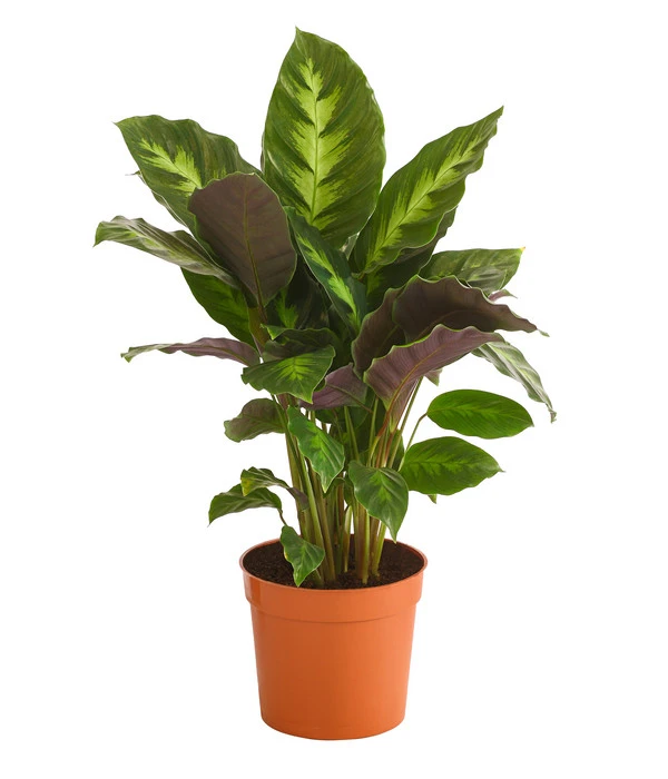 Korbmarante - Calathea 'Misto' 1 Korbmarante - Calathea 'Misto'