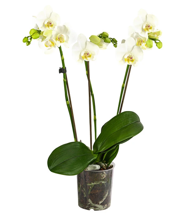 Schmetterlingsorchidee - Phalaenopsis 'Little Kolibri' 1 Schmetterlingsorchidee - Phalaenopsis 'Little Kolibri'