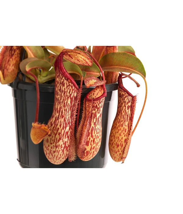 Kannenpflanze - Nepenthes 'Miranda' 3 Kannenpflanze - Nepenthes 'Miranda' – Bild 3